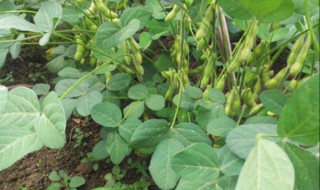 毛豆的高产栽培技术 毛豆的高产栽培技术与管理