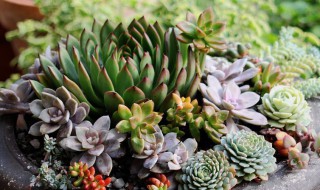 怎么调配养殖多肉植物的土壤 怎么调配养殖多肉植物的土壤酸碱度