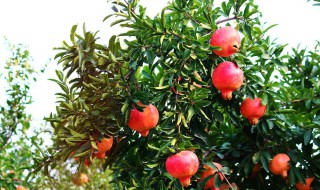 石榴树的四季修剪枝条要点（石榴树的四季修剪枝条要点是什么）