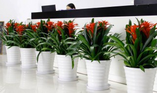 新店开业送什么盆栽植物比较好（新店开业送什么盆栽植物比较好看）