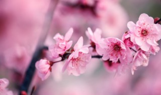 三角梅花谢后管理技巧 三角梅开花后期间怎样管理