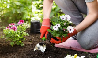 土培植物营养液怎么用 土培植物营养液怎么用最好