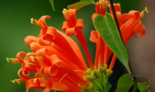 炮仗花怎么施肥（炮仗花施肥时间）