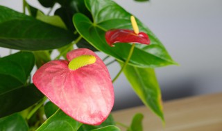 红掌怎么养长得好（红掌怎么养才能长得好）