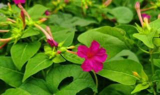 地雷花的种植方法和养护注意事项（地雷花的种植方法和养护注意事项视频）