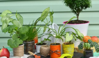 水养富贵竹几天换一次水比较好（刚开始养富贵竹要每天换水吗）