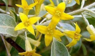 沙枣花有毒吗 沙枣花有没有毒