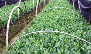 茶苗移栽多久可以施肥（茶苗移栽多久可以施肥水）