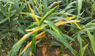 种植生姜发现叶片发黄怎么办 种植生姜发现叶片发黄怎么办呢