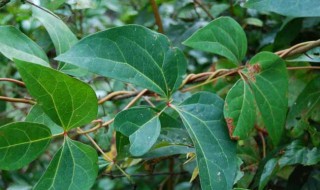 山乌龟红藤和血藤的区别及养护注意事项 山乌龟红藤和血藤的区别