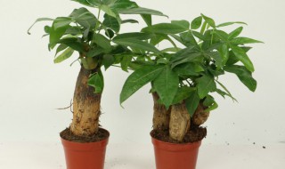 一盆二棵发财树不好吗（一盆二棵发财树不好吗怎么养）