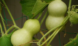 葫芦的寓意祝福语 葫芦的寓意祝福语有那些