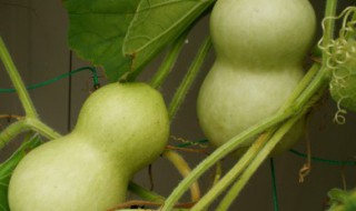 12生肖挂葫芦禁忌（家挂葫芦宜忌）