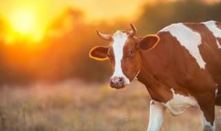 梦见牛追我是什么意思 梦见牛追我是什么意思解梦