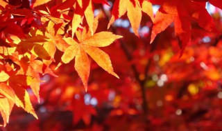 抖音秋天治愈系文案（秋天到了抖音文案）