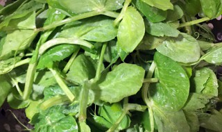 豌豆尖怎么做好吃又简单 一招学会简单又好吃