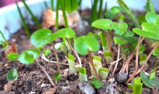 如何给仙客来浇水施肥 仙客来浇水施肥的方法