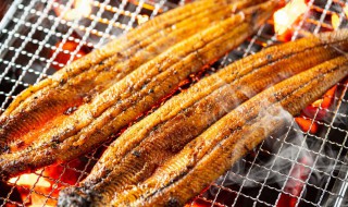 鳗鱼读音 鳗鱼读音英语