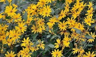 洋姜花有什么功效与作用（洋生姜的功效）