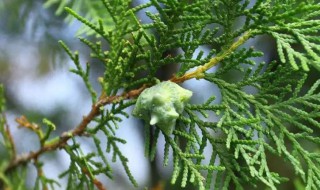 侧柏叶洗头发的正确方法 侧柏叶洗头发怎么用