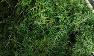 侧柏叶洗头每次用多少（侧柏叶洗头每次用多少克）