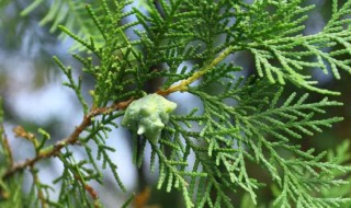 侧柏叶洗头的害处多（侧柏叶洗头发的正确方法）