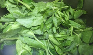 豌豆尖什么时候掐最好（豌豆尖什么时候可以掐）