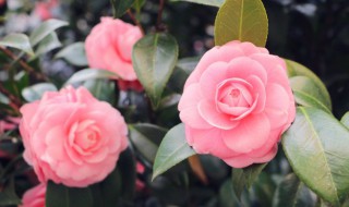 朋友圈晒花的唯美句子(朋友圈唯美句子)