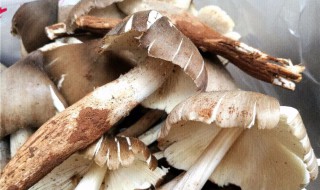 鸡枞菌怎么保存 黑皮鸡枞菌怎么保存