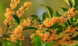 食用桂花哪个品种好 食用桂花哪个品种好吃