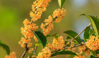 桂花怎样处理才能食用（桂花怎么处理?）