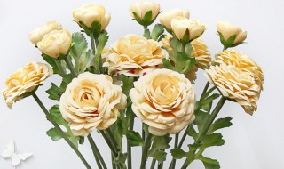 香槟色山茶花花语 香槟色花的花语