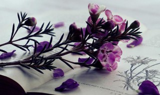 女孩温柔儒雅的名字 女孩子儒雅名字