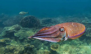 海螵蛸怎么读 海螵蛸怎么读拼音