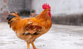 大公鸡怎么做好吃 大公鸡怎么做好吃视频