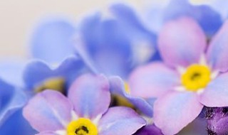 家养勿忘我怎么养（勿忘我怎么养 放水养）