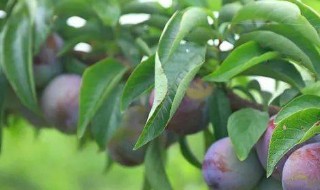 李子树控梢方法技术（李子树控梢方法技术视频）