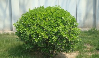 冬青生长速度（冬青生长速度快吗）