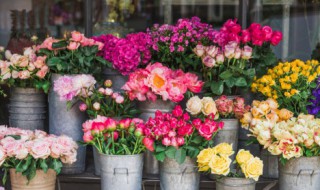 荀子盆景的养护与管理技巧（荀子盆景的养护及注意事项）