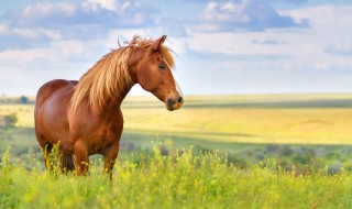 路遥知马力日久见人心的意思是什么（路遥知马力日久见人心的意思是什么简写）