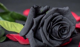 黑玫瑰不能随便送人吗 黑玫瑰不能随便送人吗图片
