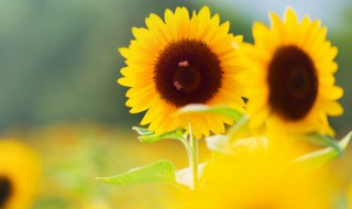 好运气的网名 带来好运气的网名