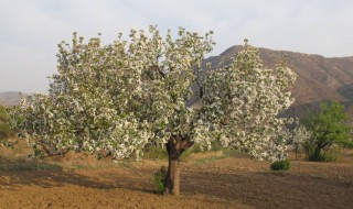 海棠树的修剪方法（海棠树的修剪方法图）