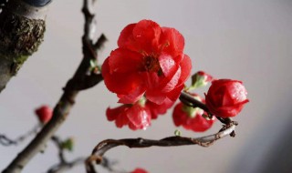 海棠什么时候结果 垂丝海棠什么时候结果