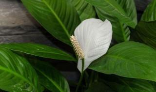 白掌叶子发黄怎么补救 水培白掌叶子发黄怎么补救