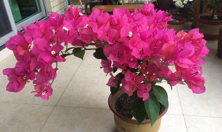 三角梅不开花光长叶子是什么原因 三角梅不开花光长叶子是什么原因视频