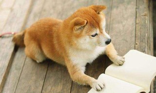 柴犬和小孩能好相处吗 柴犬和小孩能好相处吗视频