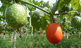 吊瓜一般都种几年 吊瓜一般都种几年才能结果