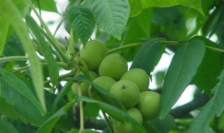 家里种核桃树好不好（家里种核桃树好不好?）