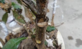 砧木是什么树 月季砧木是什么树